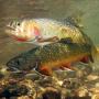 The Gambling Trout 2018 The Gambling Trout 2018